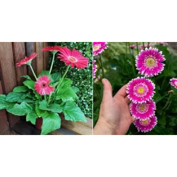 Nice Gerbera Daisy Plant
